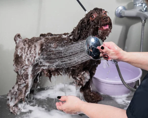 stock image Woman shampooing brown mini poodle in grooming salon