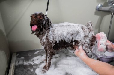 Kadın kuaförde mini fino köpeğini şampuanlıyor.
