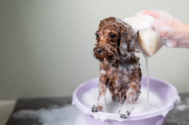 Kadın kuaförde kahverengi oyuncak kaniş şampuanlıyor.