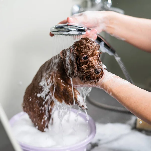 Donna Shampoo Marrone Mini Barboncino Giocattolo Nel Salone Toelettatura — Foto Stock