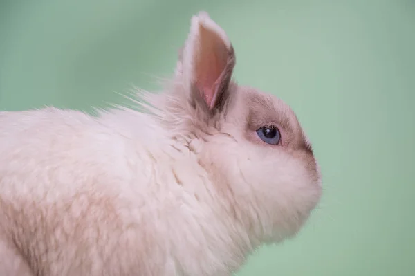 Портрет Милого Серого Белого Кролика Жующего Зеленом Фоне — стоковое фото