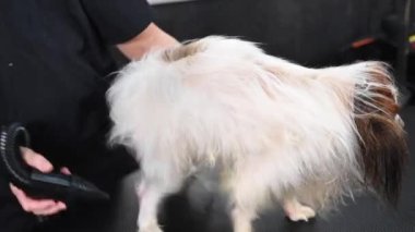 Beyaz bir kadın köpeği kurutuyor. Papillon Continental Spaniel kuaförde