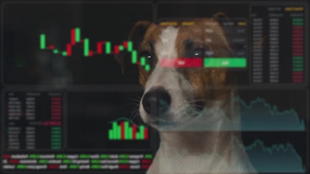 这只狗仔细地看着Hud菜单 特里耶的狗正在研究股票图表 经纪终端 — 图库视频影像