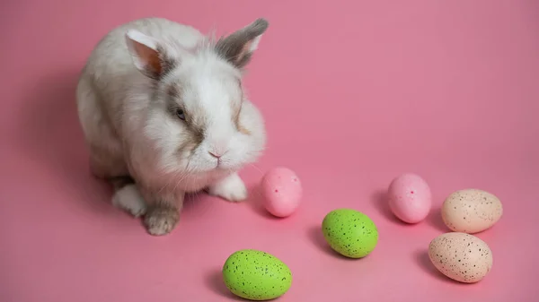 彩绘彩蛋的粉色背景复活节兔子 — 图库照片