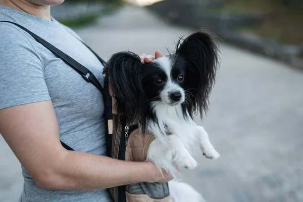 Жінка Ходить Собакою Рюкзаку Зблизька Портрет Континентального Паппіліонного Спанієля Пов — стокове фото