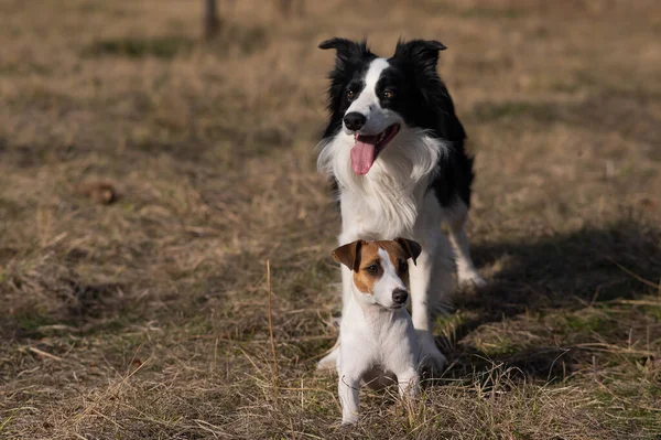 Dog jack russell terrier and border collie walking in the park in autumn