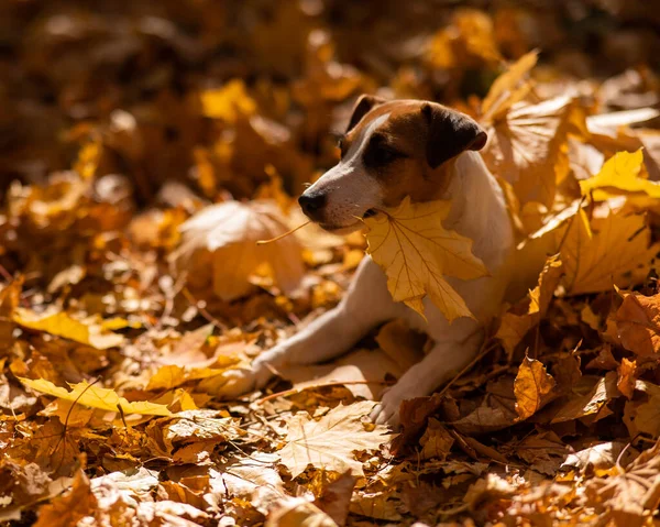 Jack Russell Terrier Kutya Kezében Egy Sárga Juhar Levél Egy — Stock Fotó
