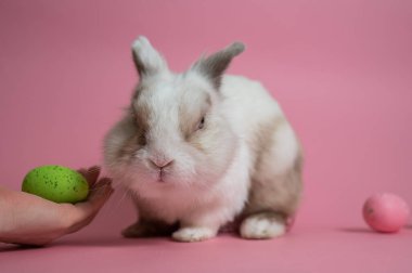 Renkli yumurtalarla pembe arka planda Paskalya Tavşanı. Sevimli bir tavşanı okşayan kadın