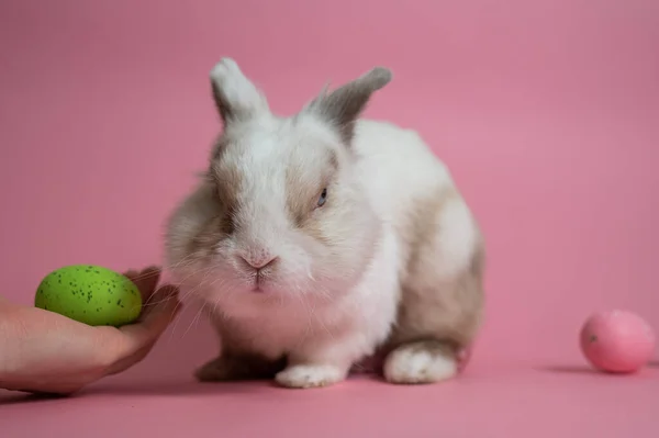 复活节兔子在粉红色的背景与彩色彩绘鸡蛋 女人爱抚一只可爱的兔子 — 图库照片