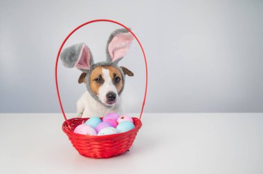 Beyaz arka planda boyalı paskalya yumurtaları olan bir sepetin yanındaki tavşan çemberindeki sevimli Jack Russell Terrier köpeği.