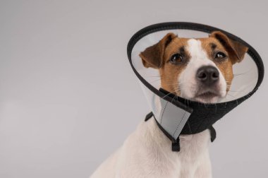 Jack Russell Terrier dog in plastic cone after surgery
