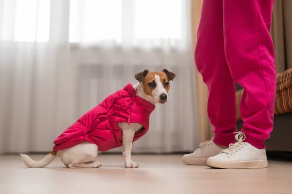 Τζακ Ράσελ Τεριέ Σκύλος Ντυμένος Ροζ Μπουφάν Στα Πόδια Της — Φωτογραφία Αρχείου