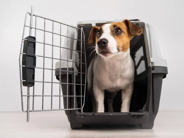 stock image Jack Russell Terrier dog inside a travel box with open door