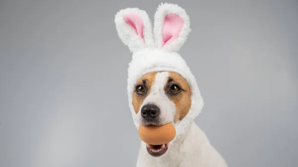 Jack Russell Terrier Dog Bunny Ears Holds Egg Copy Space — Stock Photo, Image