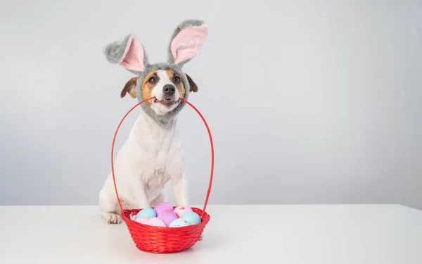 Cute Jack Russell Terrier Dog Bunny Rim Next Holds Basket — Stock Photo, Image