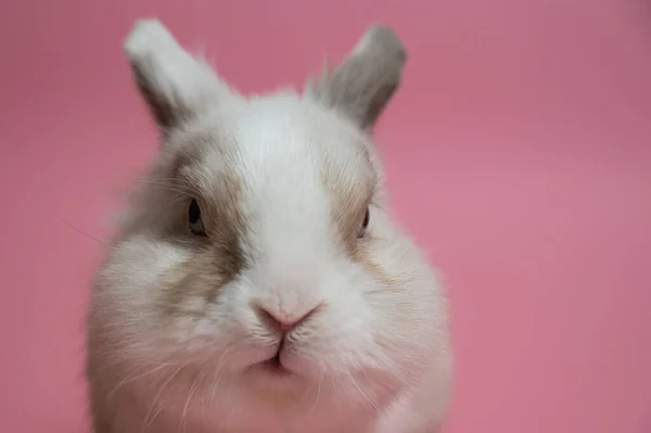 Портрет Милого Серо Белого Кролика Розовом Фоне — стоковое фото