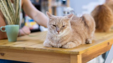 Kızıl kedi kedi kedi kafesinin masasında oturuyor. Sadaka alanı