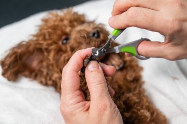 Kahverengi oyuncak kanişin tırnaklarını kesen kadın.