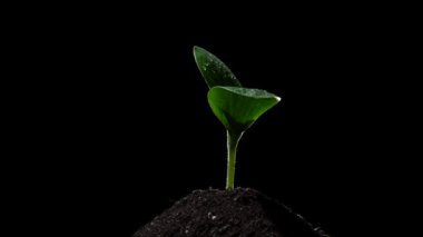 Kabak, siyah arka planda dönen su damlalarında filizlenir. Yavaş çekim