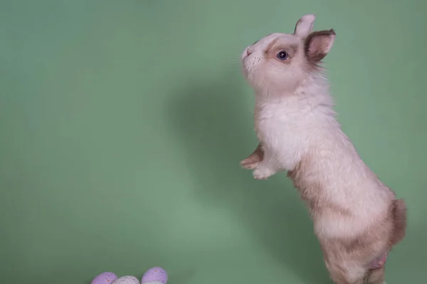 Пасхальный Кролик Стоит Задних Лапах Зеленом Фоне Раскрашенными Яйцами — стоковое фото