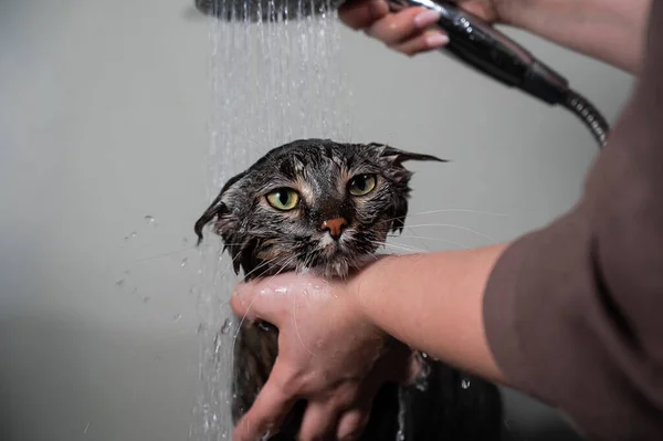 Kobieta Myjąca Paski Szarego Kota Pod Prysznicem — Zdjęcie stockowe