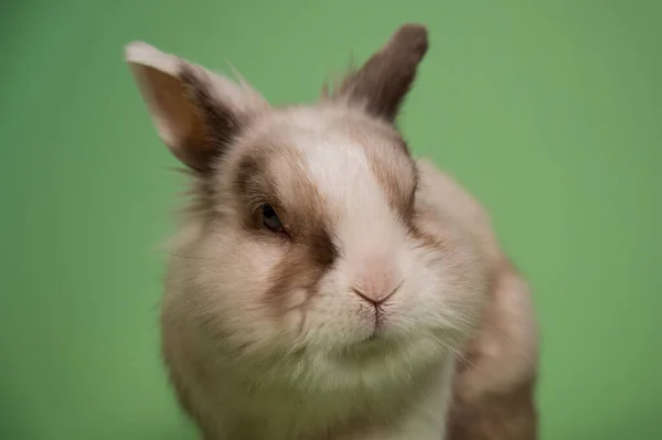 緑の背景で噛むかわいい灰色と白のウサギの肖像画 — ストック写真