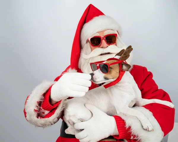 Portret Świętego Mikołaja Okularach Przeciwsłonecznych Psa Jacka Russella Terriera Uszach — Zdjęcie stockowe