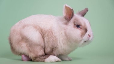 Büyük testisleri olan gri beyaz tilki tavşan portresi.