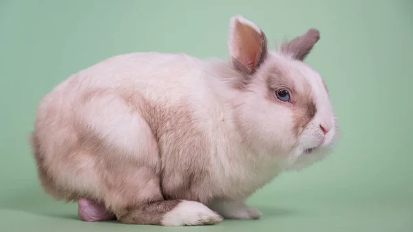 Портрет Серого Белого Лисицы Карликового Кролика Большими Яичками — стоковое фото
