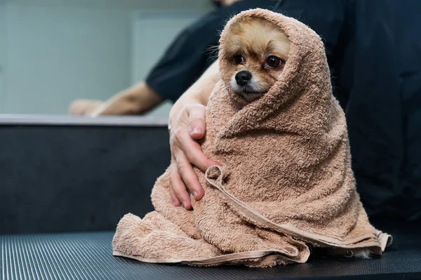 A woman wipes a Pomeranian with a beige towel after washing. Spitz dog in the grooming salon