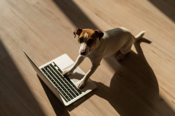 Jack Russell Terrier Dog Sitting Laptop Wooden Floor — 스톡 사진