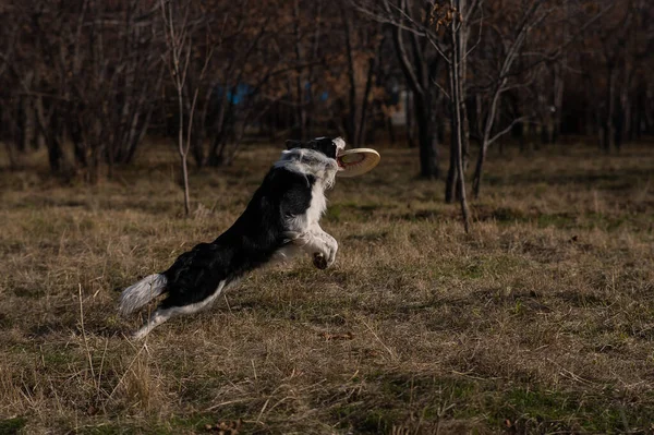 Sınır Çobanı Sonbahar Parkında Yürürken Plastik Bir Tabak Yakalıyor — Stok fotoğraf