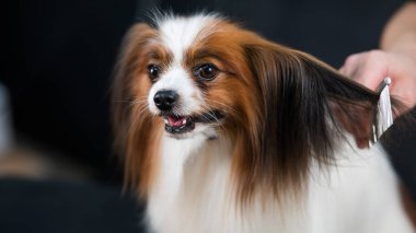 Beyaz kadın bir köpeği tarıyor. Papillon Continental Spaniel tımar üzerine