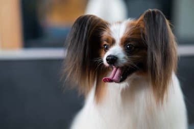 Sevimli bir papilyonun portresi. Avrupai köpek dili dışarı sarkmış.