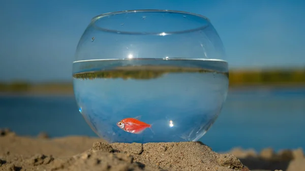 湖の砂の上に金魚のいる円形の水族館 — ストック写真
