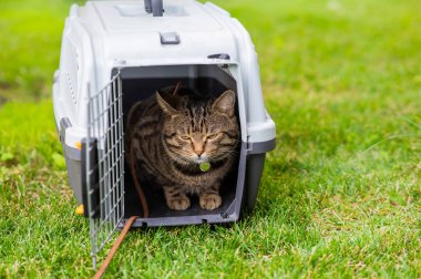 Gri tekir kedi yeşil çimlerin üzerinde bir taşıyıcıda yatıyor.