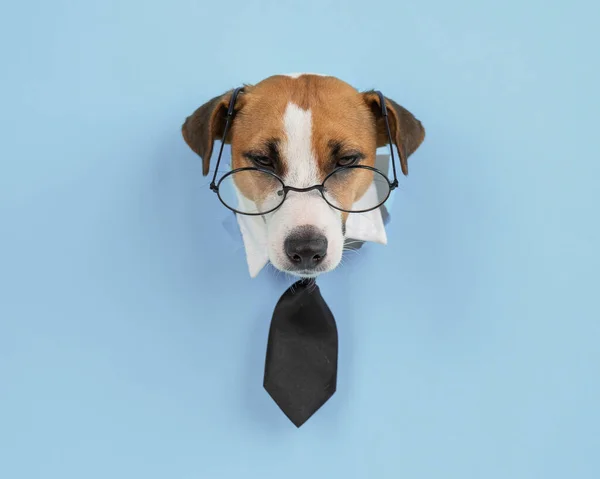 狗杰克带着眼镜卖狗 领带从蓝色背景的洞里伸出来 — 图库照片