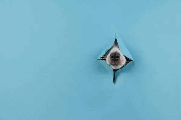Dog nose from a hole in paper blue background. Copy space