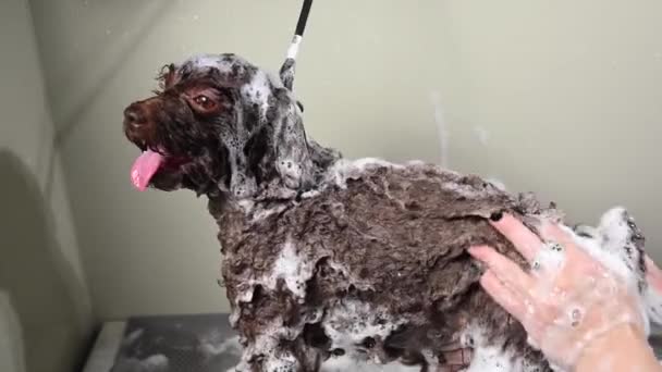Mulher Shampooing Marrom Mini Poodle Salão Aliciamento — Vídeo de Stock