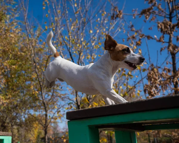 Jack Russell Terrier Cão Pulando Banco Madeira Para Outro Parque — Fotografia de Stock