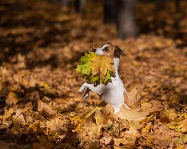 Jack Russell Terrier Pies Trzyma Żółty Liść Klonu Spacerze Jesiennym — Zdjęcie stockowe