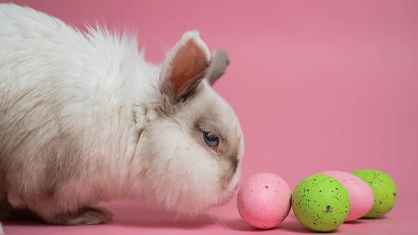 彩绘彩蛋的粉色背景复活节兔子 — 图库照片