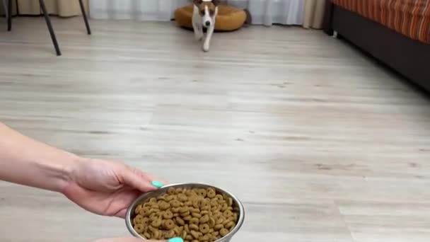 Dono Coloca Uma Tigela Comida Mesa Cachorro Jack Rassell Terrier — Vídeo de Stock