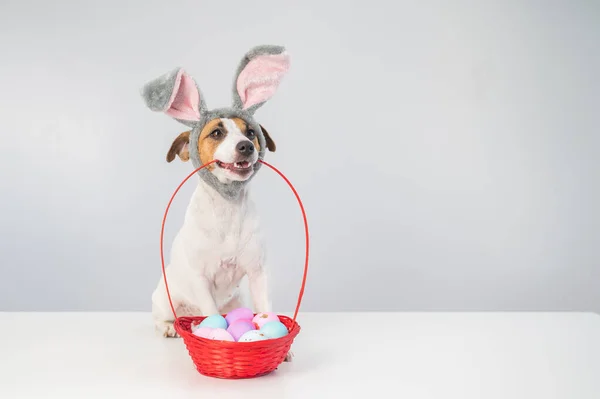 Cute Jack Russell Terrier Dog Bunny Rim Next Holds Basket — Stock Photo, Image