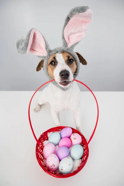 俯瞰可爱的杰克鲁塞尔小狗在兔子的边缘拿着一个篮子 白色背景上有彩绘的复活节彩蛋 — 图库照片