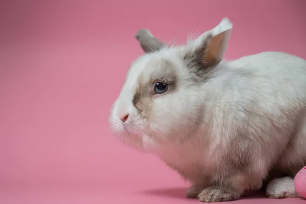Porträt Eines Niedlichen Grau Weißen Kaninchens Auf Rosa Hintergrund — Stockfoto