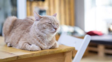 Kızıl kedi kedi kedi kafesinin masasında oturuyor. Sadaka alanı