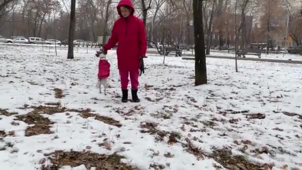Donna Caucasica Giocando Con Cane Jack Russell Terrier Gettando Giocattolo — Video Stock
