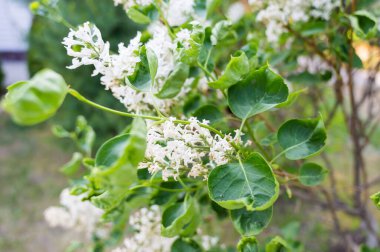 Diseased leaves of a blooming white lilac
