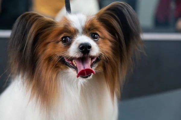 Πορτρέτο Ενός Χαριτωμένου Τρίχρωμου Θηλυκού Continental Σκυλί Σπανιέλ Γλώσσα Κρέμεται — Φωτογραφία Αρχείου